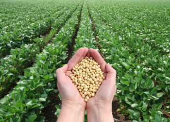 đậu tương, giá đậu tương, dầu đậu tương, nhiên liệu sinh học, USDA, nông sản phái sinh, giao dịch hàng hóa, thị trường nông sản, dầu thực vật, Edu Trade, CBOT, ngô, khô đậu tương, dầu WTI, dầu Brent
