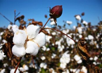 bông Mỹ, giá bông, USDA, Great American Cotton Plan, thị trường bông, cotton futures, xuất khẩu bông Mỹ, nguyên liệu công nghiệp, giao dịch hàng hóa, hàng hóa phái sinh, Edu Trade, giá nông sản, dệt may Mỹ, thị trường hàng hóa thế giới, đầu tư hàng hóa phái sinh