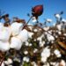 bông Mỹ, giá bông, USDA, Great American Cotton Plan, thị trường bông, cotton futures, xuất khẩu bông Mỹ, nguyên liệu công nghiệp, giao dịch hàng hóa, hàng hóa phái sinh, Edu Trade, giá nông sản, dệt may Mỹ, thị trường hàng hóa thế giới, đầu tư hàng hóa phái sinh