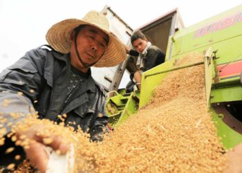 lúa mì, giá lúa mì, lúa mì Trung Quốc, nhập khẩu lúa mì Trung Quốc, ngũ cốc thế giới, giá nông sản, thị trường lúa mì, xuất khẩu lúa mì, ngô, đậu tương, khô đậu tương, CBOT, nông sản phái sinh, Edu Trade, giá lúa mì thế giới.