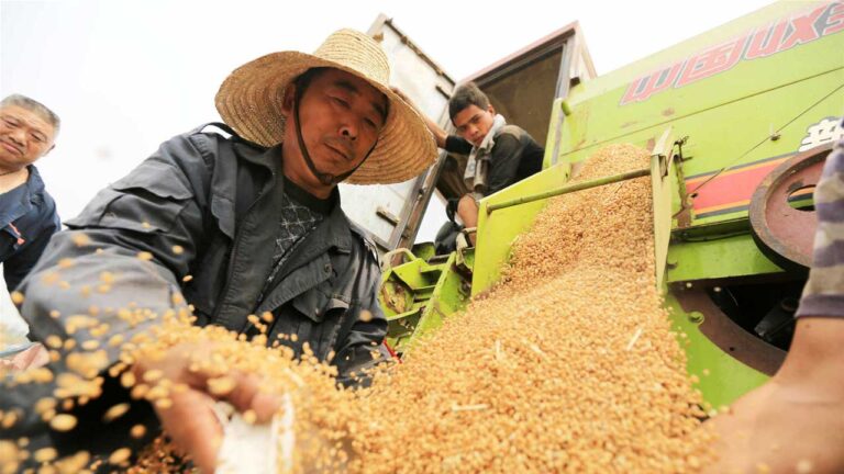 Mưa lớn làm giảm chất lượng lúa mì Trung Quốc, nguy cơ thúc đẩy nhập khẩu tăng mạnh