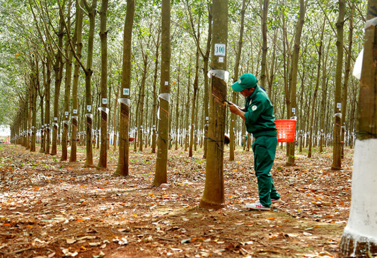 giá cao su, cao su thế giới, cao su Việt Nam, thị trường cao su, cao su tự nhiên, xuất khẩu cao su, Trung Quốc, ngành lốp xe, hàng hóa phái sinh, Edu Trade, giao dịch cao su, giá hàng hóa, thị trường nông sản, đầu tư hàng hóa, nguyên liệu công nghiệp.