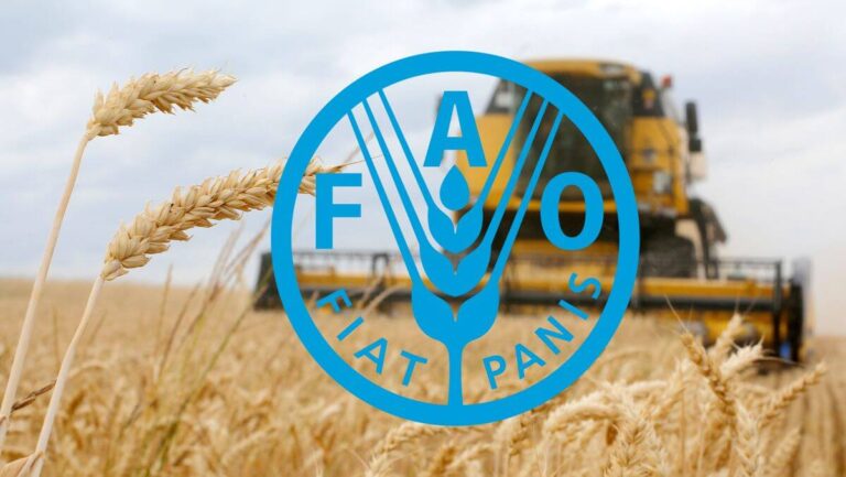 FAO dự báo sản lượng ngũ cốc toàn cầu giảm trong năm 2026 do nguồn cung lúa mì suy yếu