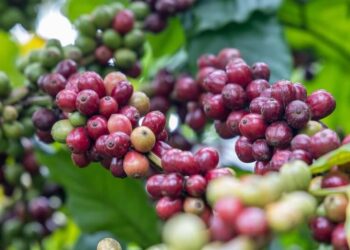 giá cà phê, cà phê Robusta, cà phê Arabica, xuất khẩu cà phê Việt Nam, Brazil, thị trường cà phê thế giới, nguyên liệu công nghiệp, giao dịch hàng hóa, đầu tư hàng hóa, Edu Trade, cà phê hôm nay, giá Robusta, giá Arabica, hàng hóa phái sinh, nguồn cung cà phê, thị trường nông sản, tin tức cà phê 2026