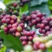 giá cà phê, cà phê Robusta, cà phê Arabica, xuất khẩu cà phê Việt Nam, Brazil, thị trường cà phê thế giới, nguyên liệu công nghiệp, giao dịch hàng hóa, đầu tư hàng hóa, Edu Trade, cà phê hôm nay, giá Robusta, giá Arabica, hàng hóa phái sinh, nguồn cung cà phê, thị trường nông sản, tin tức cà phê 2026