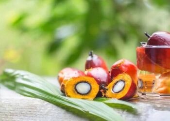 dầu cọ, giá dầu cọ Malaysia, dầu cọ Malaysia, dầu đậu tương, giá dầu đậu tương, dầu thực vật, nông sản thế giới, biodiesel, giá dầu cọ hôm nay, thị trường dầu thực vật, đậu tương, hàng hóa phái sinh, Edu Trade, giao dịch nông sản, giá nông sản thế giới.