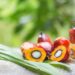 dầu cọ, giá dầu cọ Malaysia, dầu cọ Malaysia, dầu đậu tương, giá dầu đậu tương, dầu thực vật, nông sản thế giới, biodiesel, giá dầu cọ hôm nay, thị trường dầu thực vật, đậu tương, hàng hóa phái sinh, Edu Trade, giao dịch nông sản, giá nông sản thế giới.
