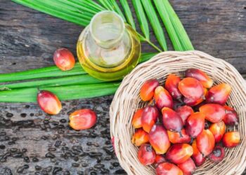 dầu cọ, dầu cọ Indonesia, xuất khẩu dầu cọ, dầu thực vật, dầu đậu tương, đậu tương, giá dầu cọ, nông sản thế giới, thị trường dầu thực vật, giao dịch dầu đậu tương, hàng hóa phái sinh, Edu Trade, nông sản quốc tế, CPO, giá dầu thực vật.