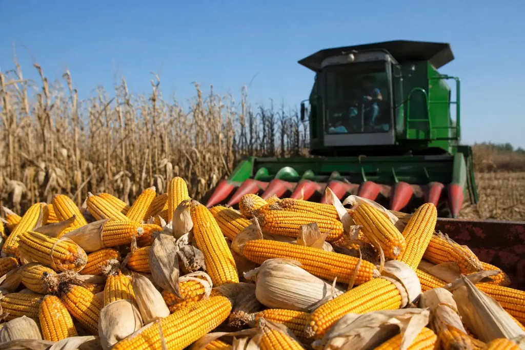 Illustration of Argentina hoàn tất thu hoạch đậu nành, mới thu hoạch 50% ngô kỷ lục