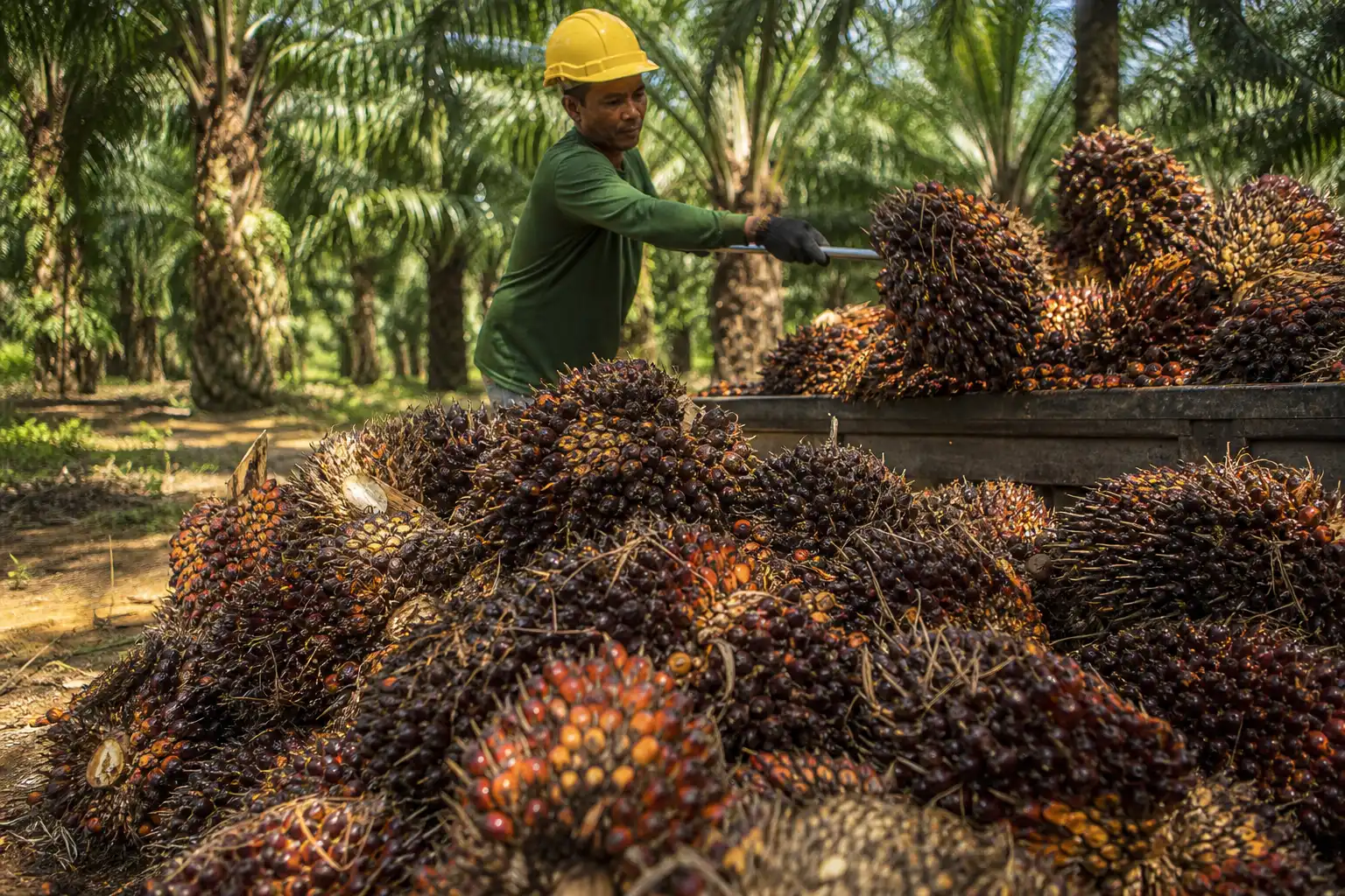 Illustration of Malaysia tăng giá tham chiếu dầu cọ thô tháng 8, thuế xuất khẩu giữ 10%