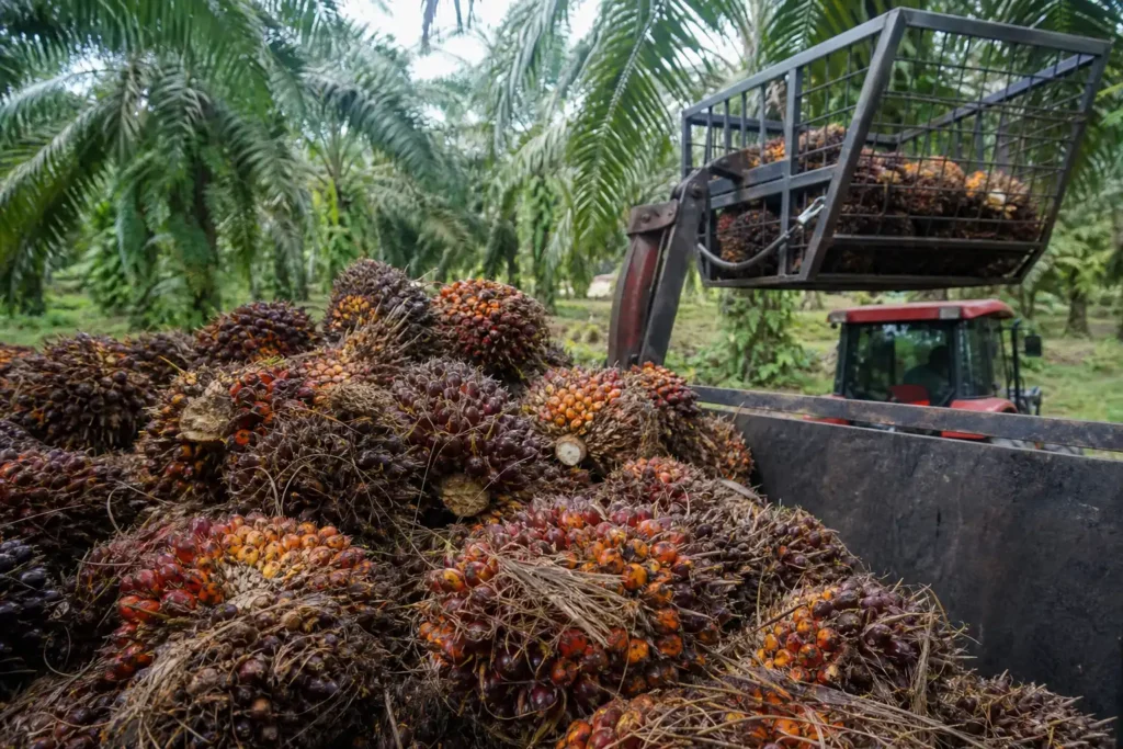 Additional Illustration of USDA hạ dự báo sản lượng dầu cọ Malaysia năm nay