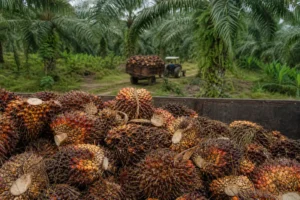USDA hạ dự báo sản lượng dầu cọ Malaysia năm nay