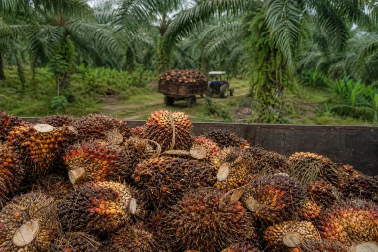 Illustration of USDA hạ dự báo sản lượng dầu cọ Malaysia năm nay