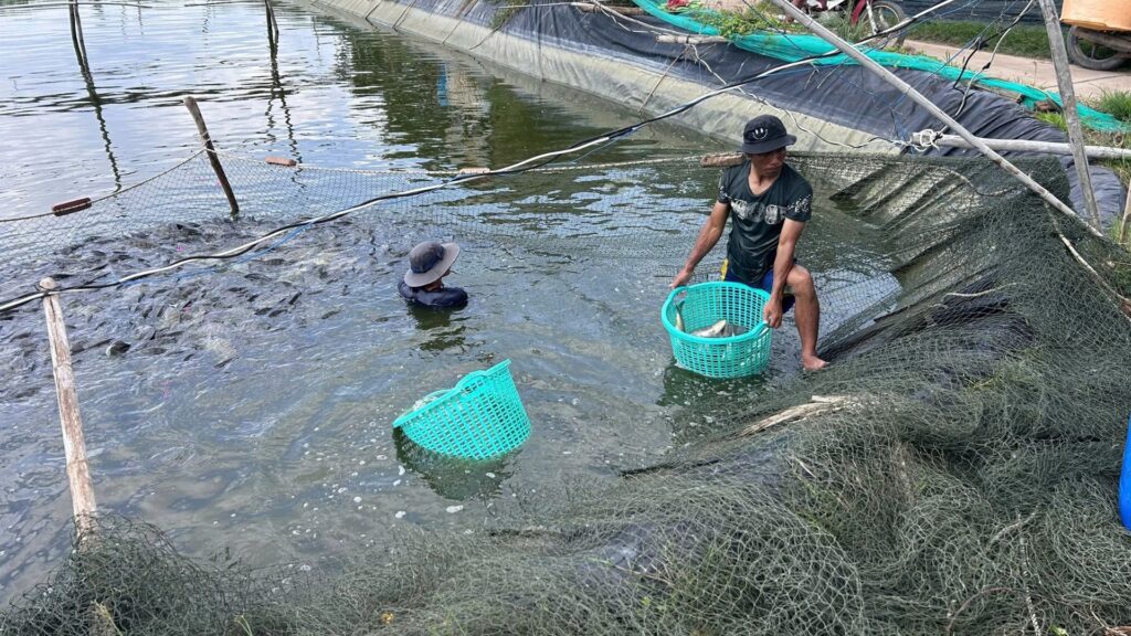 Xuất khẩu cá rô phi tăng trưởng mạnh mẽ