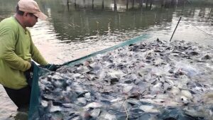 Việt Nam bùng nổ xuất khẩu 141% nhờ cá rô phi