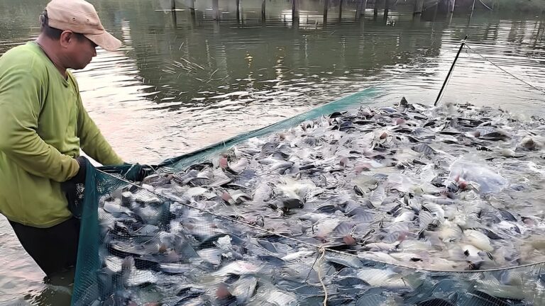 Xuất khẩu cá rô phi Việt Nam sang Nhật Bản tăng trưởng mạnh mẽ