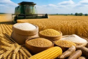 Chỉ số giá lương thực FAO gần như không đổi trong tháng 6