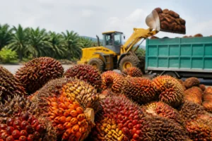 Illustration of Dầu cọ có thể đáp ứng 60% nhu cầu dầu thực vật toàn cầu đến năm 2050