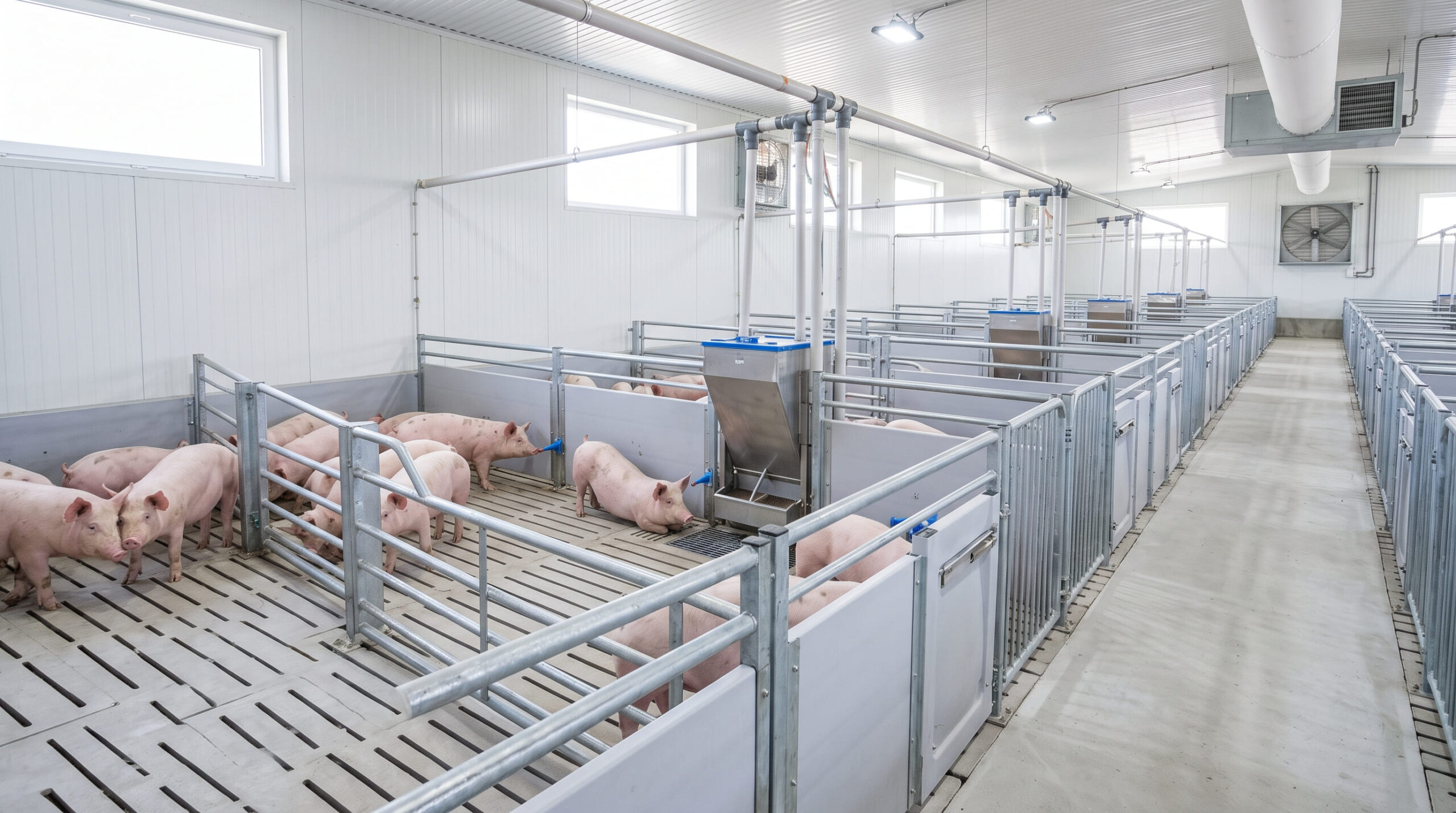 Giá heo hơi cả nước dao động 57.000 – 60.000 đồng/kg