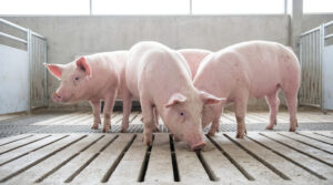Giá heo hơi hôm nay 25/8: Trở lại mốc 60.000 đồng/kg