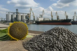 Giá hạt hướng dương Ukraine giảm vì bất ổn dầu mỏ