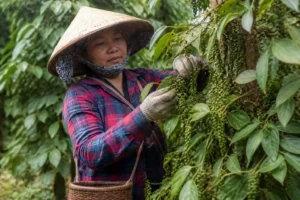 Giá tiêu hôm nay 4/9: Đi ngang trong nước, xuất khẩu 8 tháng tăng 15,3%