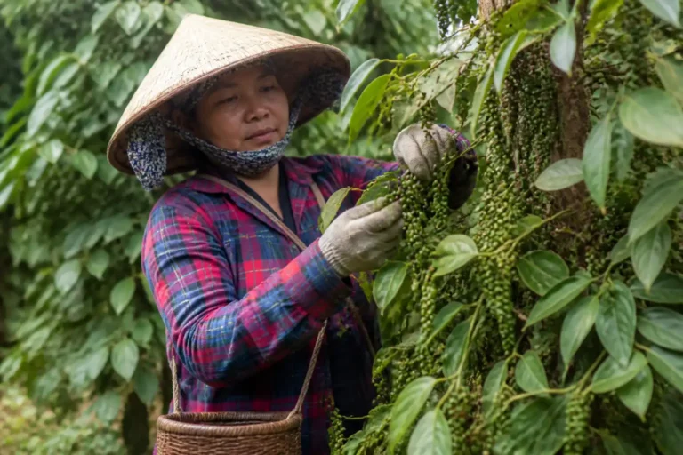 Giá tiêu hôm nay 4/9: Đi ngang trong nước, xuất khẩu 8 tháng tăng