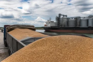 Giá lúa mạch Moldova chịu áp lực từ logistics