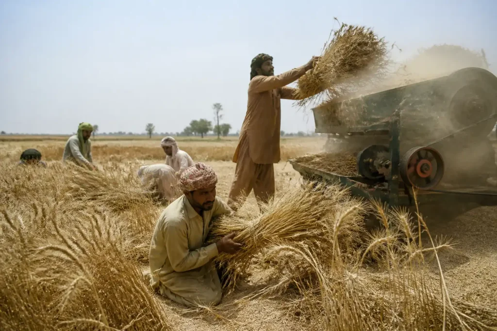 Additional Illustration of Sản lượng lúa mì Pakistan có thể thấp hơn 4 triệu tấn so với ước tính