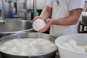 Thiếu hụt sữa tại châu Âu hỗ trợ giá mozzarella tăng