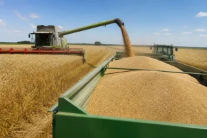 Ukraine thu hoạch 17,5 triệu tấn ngũ cốc