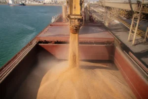 USDA dự báo sản lượng lúa mì giảm 11% năm 2026/27