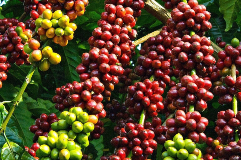 USDA dự báo sản lượng cà phê toàn cầu lập kỷ lục mới