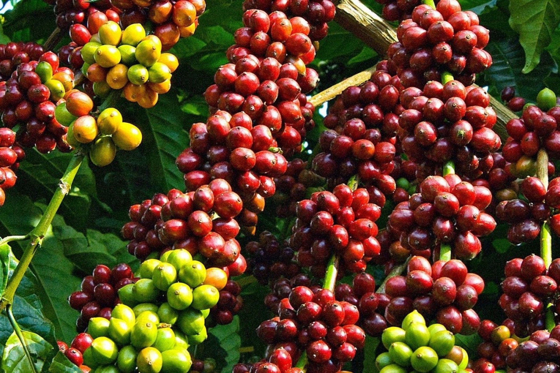 USDA dự báo sản lượng cà phê toàn cầu lập kỷ lục mới