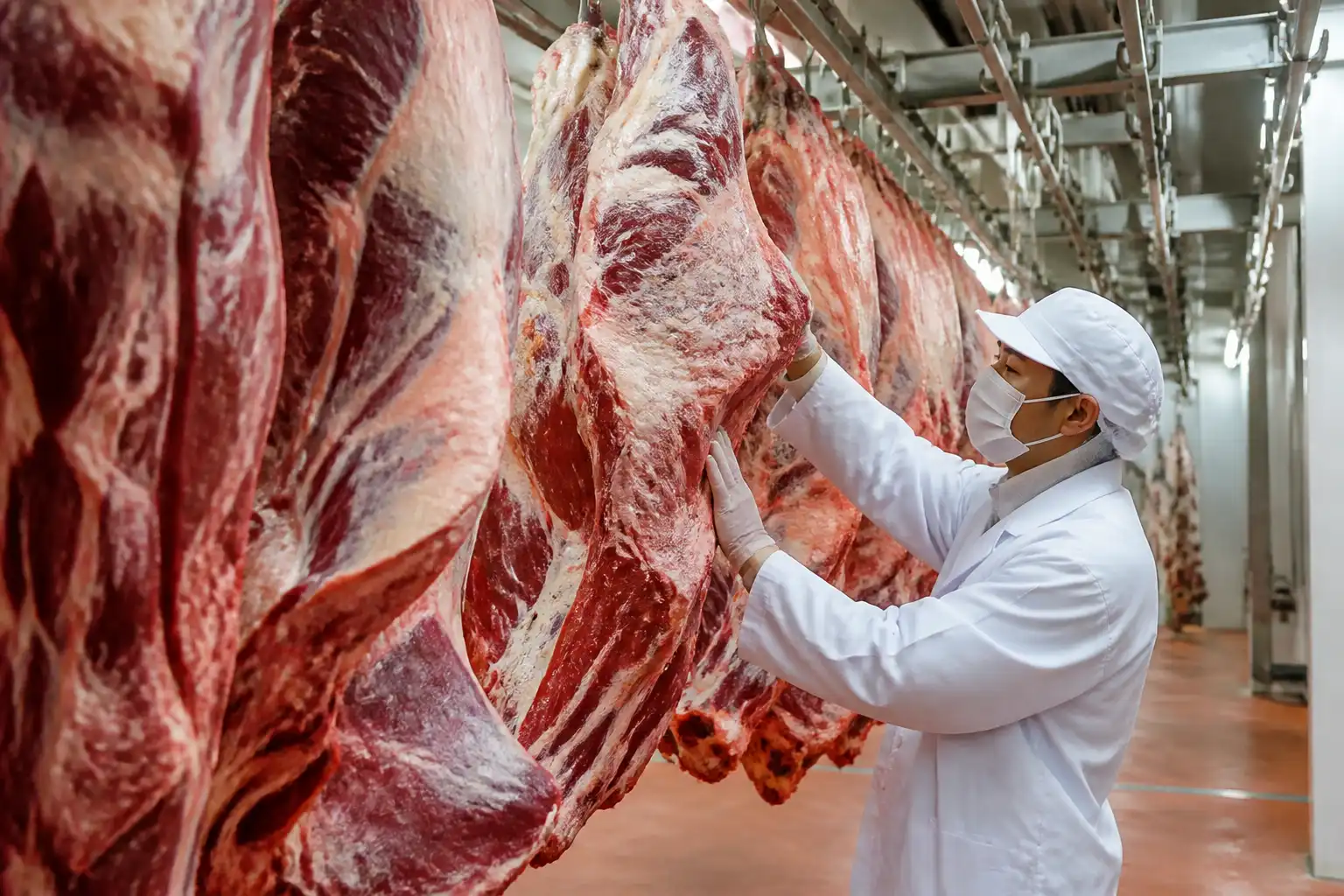 Illustration of Việt Nam nhập thịt trâu Ấn Độ giá 100.000 đồng/kg, bán 1 triệu đồng/kg