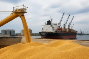 EU xuất khẩu lúa mì chậm lại, ai đang giành lợi thế trên thị trường?