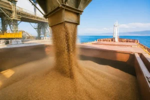 Zimbabwe đề xuất hạn chế nhập dầu thực vật, giảm giá lúa mì