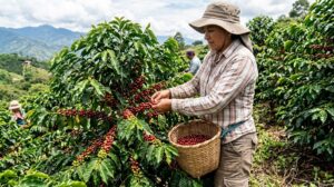 Giá cà phê hôm nay 25/9: Robusta xuống đáy 3,5 tháng