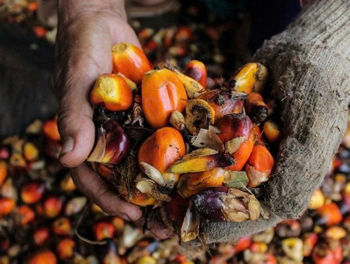 Liberia là nhà cung cấp dầu cọ lớn nhất