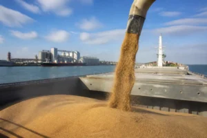Úc cung cấp lúa mì cho châu Á giữa gián đoạn Biển Đen