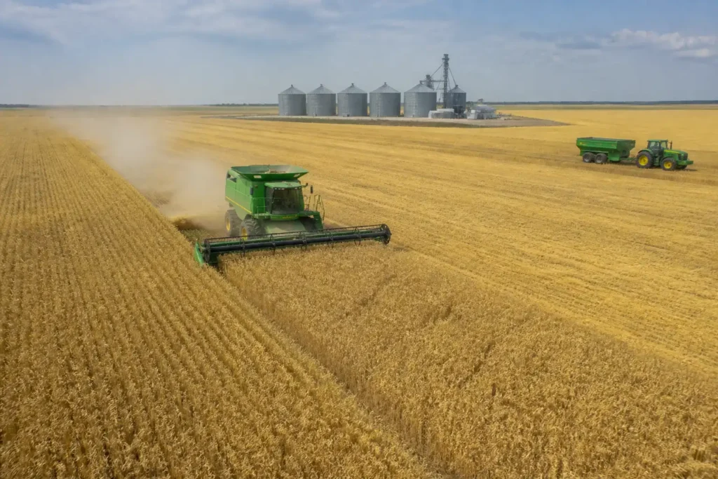 Illustration of Canada dự kiến giảm 11% sản lượng lúa mì, canola giữ gần mức năm trước