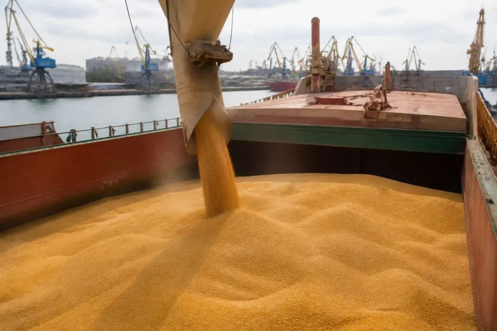 Illustration of EU xem xét mọi kênh để tăng xuất khẩu ngũ cốc Ukraine