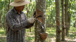 Giá cao su hôm nay 30/9: Thế giới giảm do chốt lời
