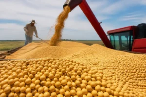 Giá đậu tương toàn cầu tăng 7% nhờ nhu cầu xuất khẩu mạnh