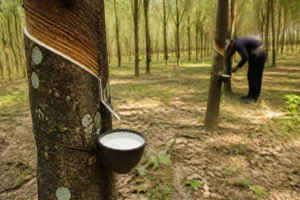 Giá cao su hôm nay 4/9: Nhật Bản chạm đáy hai tuần