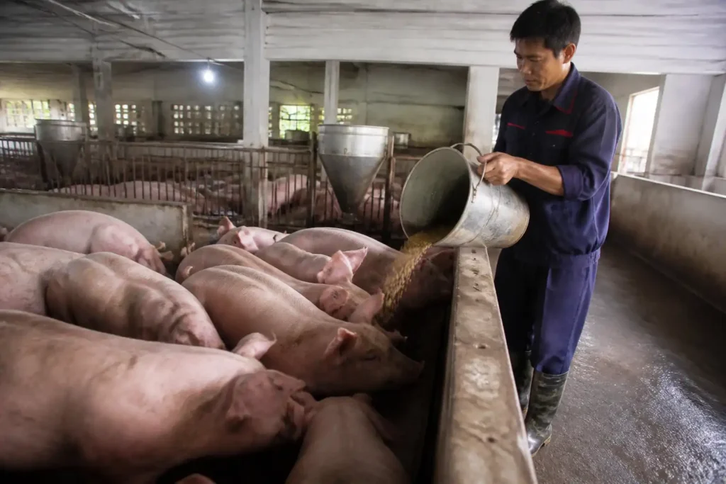 Illustration of Giá heo hơi hôm nay 14/9: Đồng loạt chững giá, quanh 57.000-59.000 đồng/kg