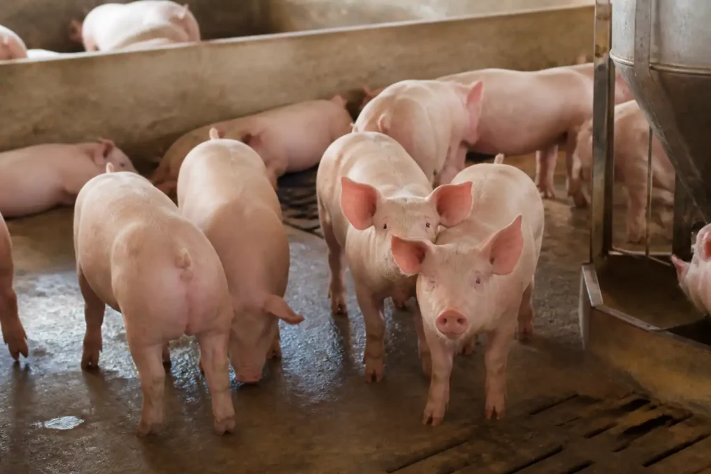 Illustration of Giá heo hơi hôm nay 30/9 tiếp tục giảm, quanh 56.000 - 58.000 đồng/kg