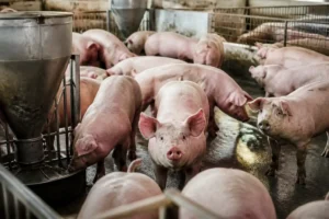 Illustration of Giá heo hơi hôm nay 30/9 tiếp tục giảm, quanh 56.000 - 58.000 đồng/kg