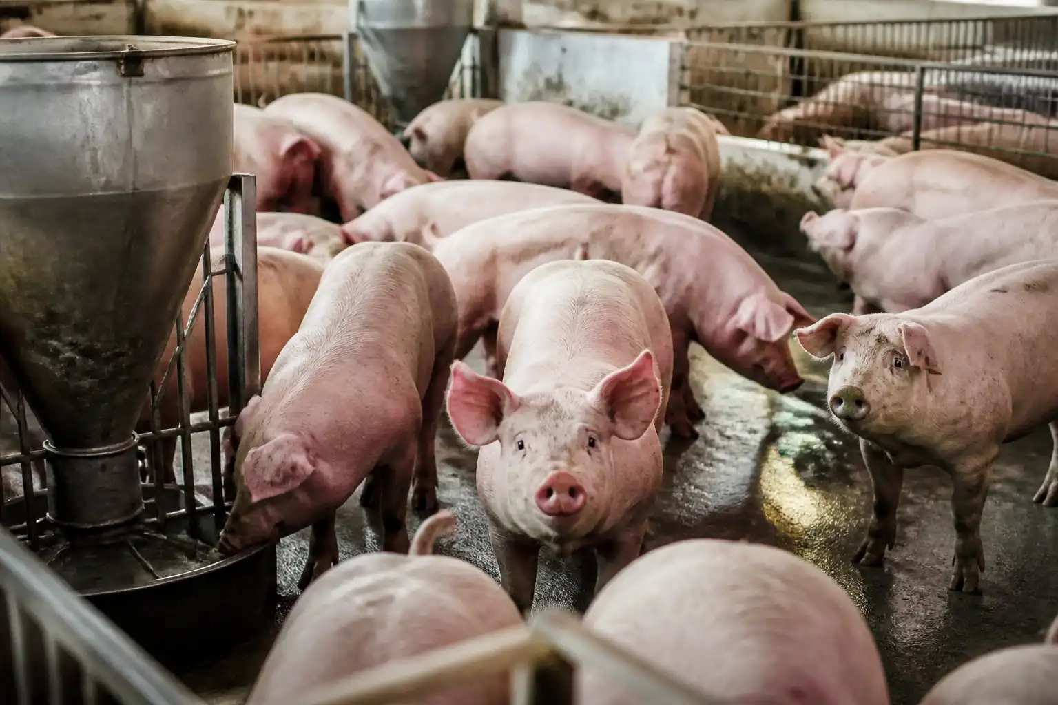 Illustration of Giá heo hơi hôm nay 30/9 tiếp tục giảm, quanh 56.000 - 58.000 đồng/kg