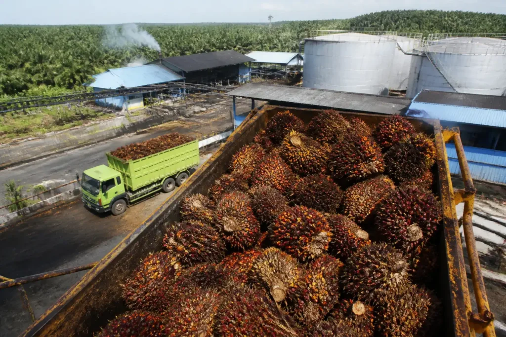 Additional Illustration of Indonesia dự kiến chuyển sang B60 từ 2027, tăng tiêu thụ dầu cọ thô